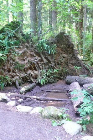 Wurzel eines umgefallenen Baums