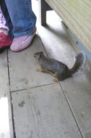 Freches Eichhörnchen