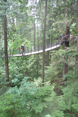 Treetop Adventure