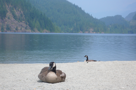 Wildgans am Buntzen Lake