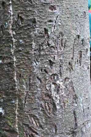 Von Bären verkratzter Baum