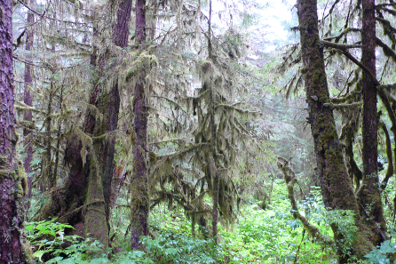 Regenwald in Ketchigan